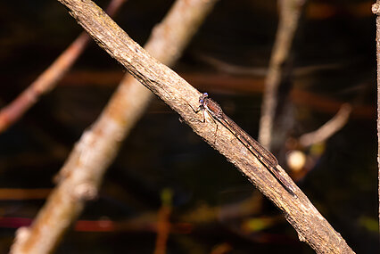 Common winter damselfly (Sympecma fusca)