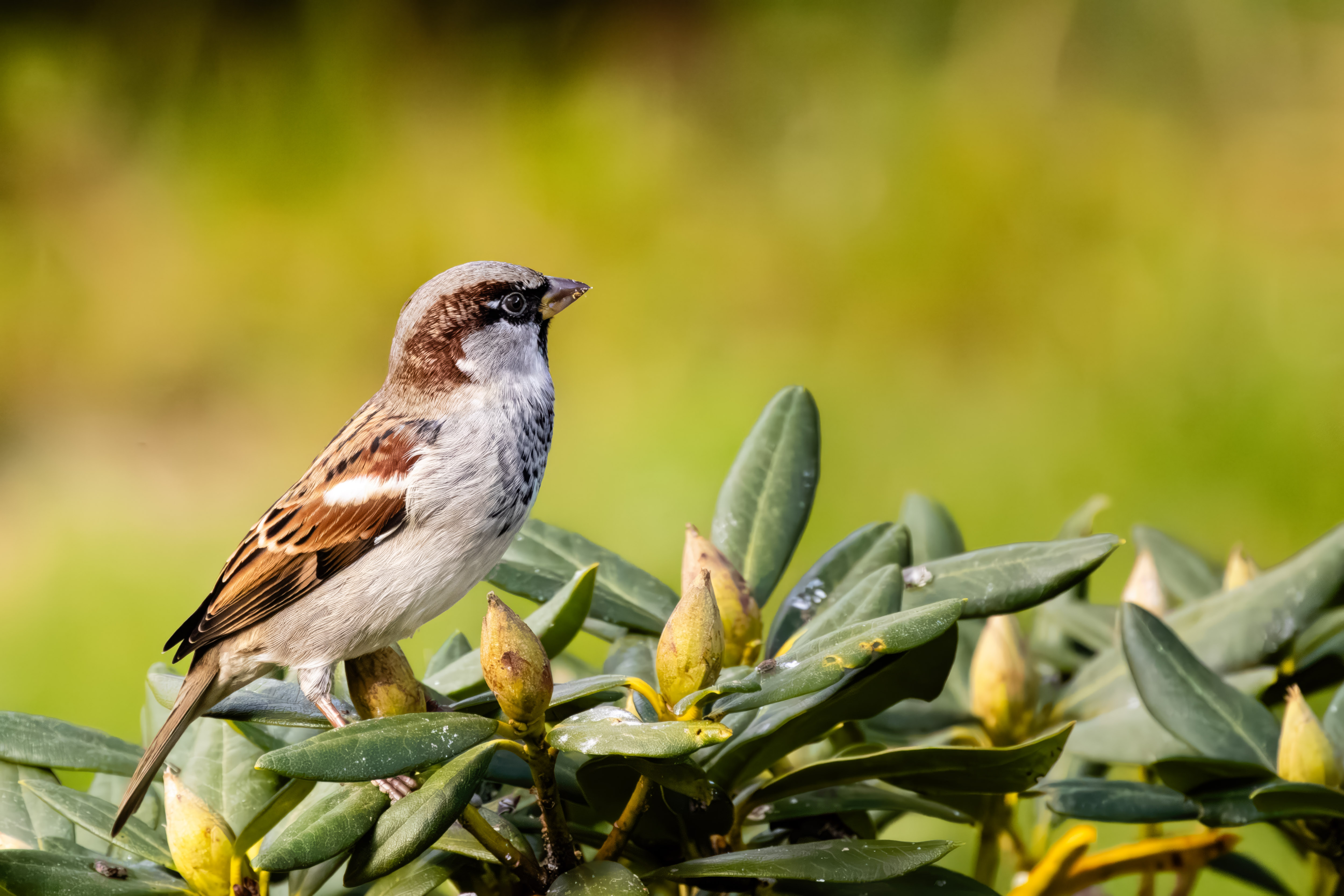 House sparrow (Passer domesticus)